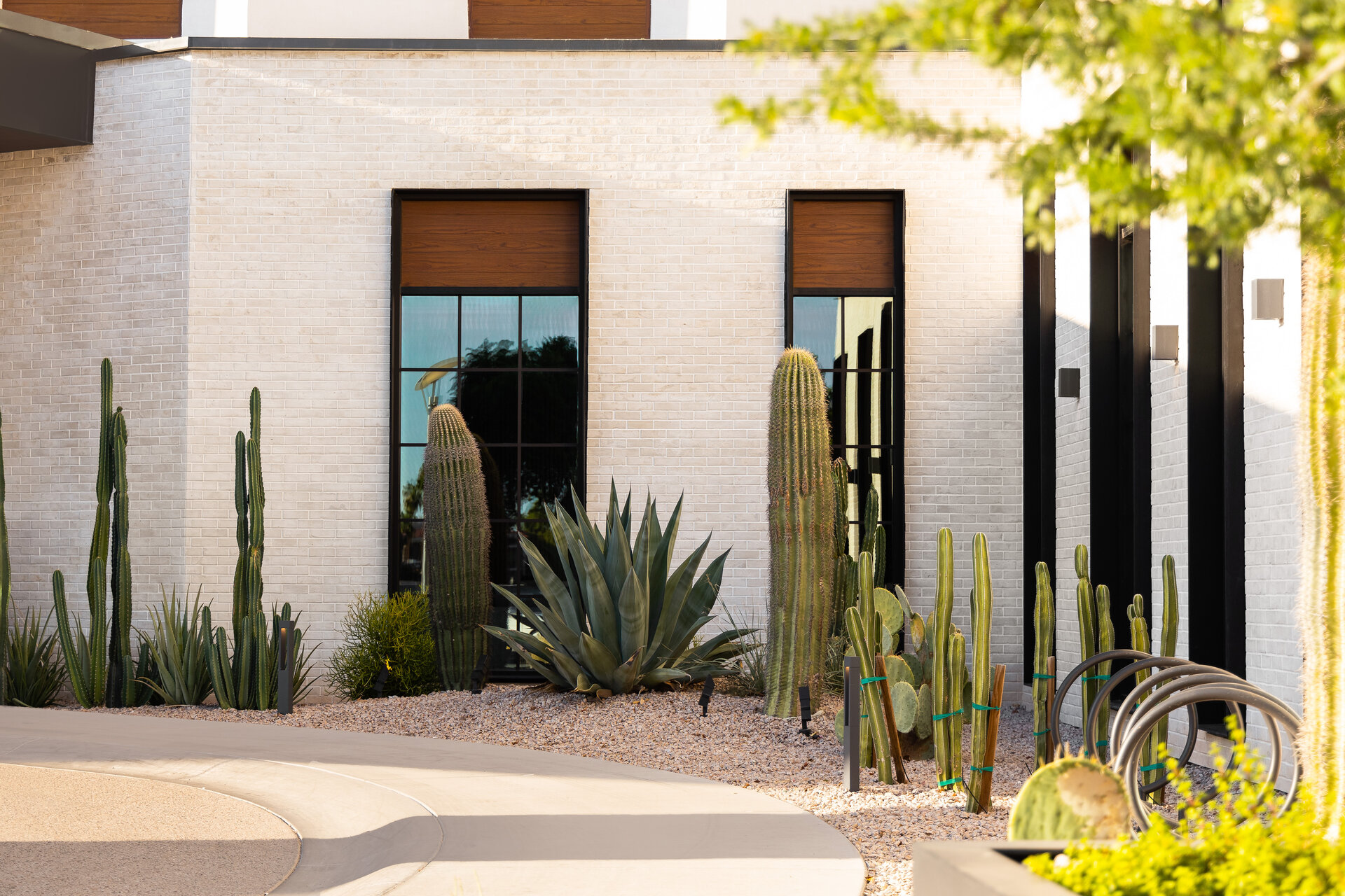 Cacti